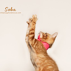 Thumbnail photo of Soba #4