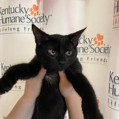 Louisville, KY - Domestic Shorthair/Domestic Shorthair. Meet Austin ...