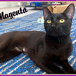 Thumbnail photo of Magenta #2