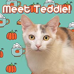 Thumbnail photo of Teddie #1