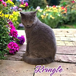 Thumbnail photo of Kringle #1