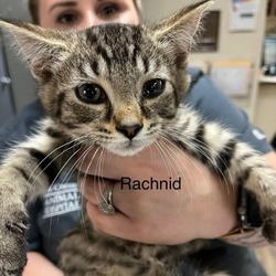 Photo of Kaiju Kitten: Rachnid