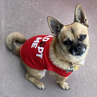 adopt a pet