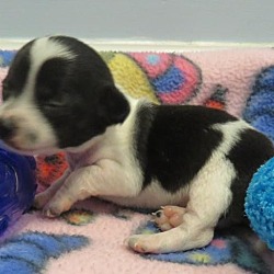Thumbnail photo of Dottie's Puppy 3 Leia - $250 #2