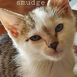 Thumbnail photo of Smudge (Foster Care) #1