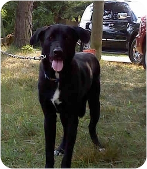 akita lab mix dog