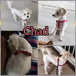 Photo of Chad