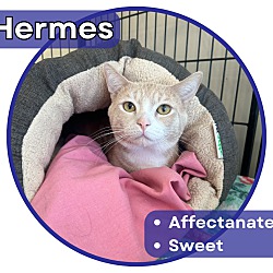 Photo of Hermes
