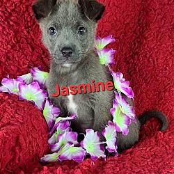 Photo of Jasmine ( Tiny terrier 7 lbs)