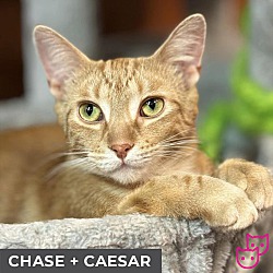 Photo of Chase (bonded with Caesar)