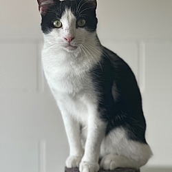 Photo of Tux