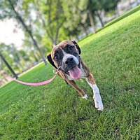 adopt a pet