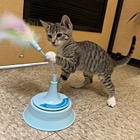 adopt a pet