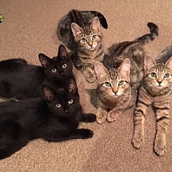 Thumbnail photo of 5 kittens #1