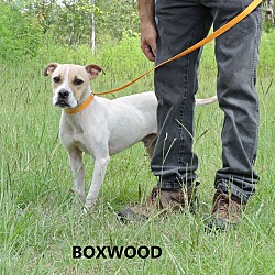 Thumbnail photo of Boxwood #1