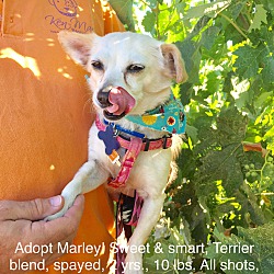 Thumbnail photo of Marley! Adorable Terrier pup #3
