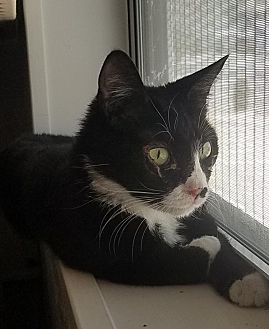 Adopt A Pet Petsmart Charities