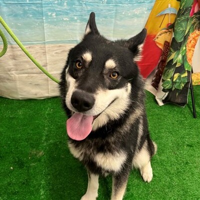 Tangent, OR - Husky/German Shepherd Dog. Meet Sparky a Pet for Adoption