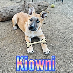 Photo of KIOWNI