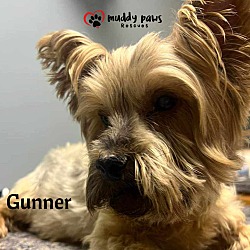 Photo of Gunner - No Longer Accepting Applications
