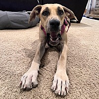 adopt a pet