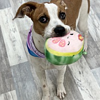 adopt a pet