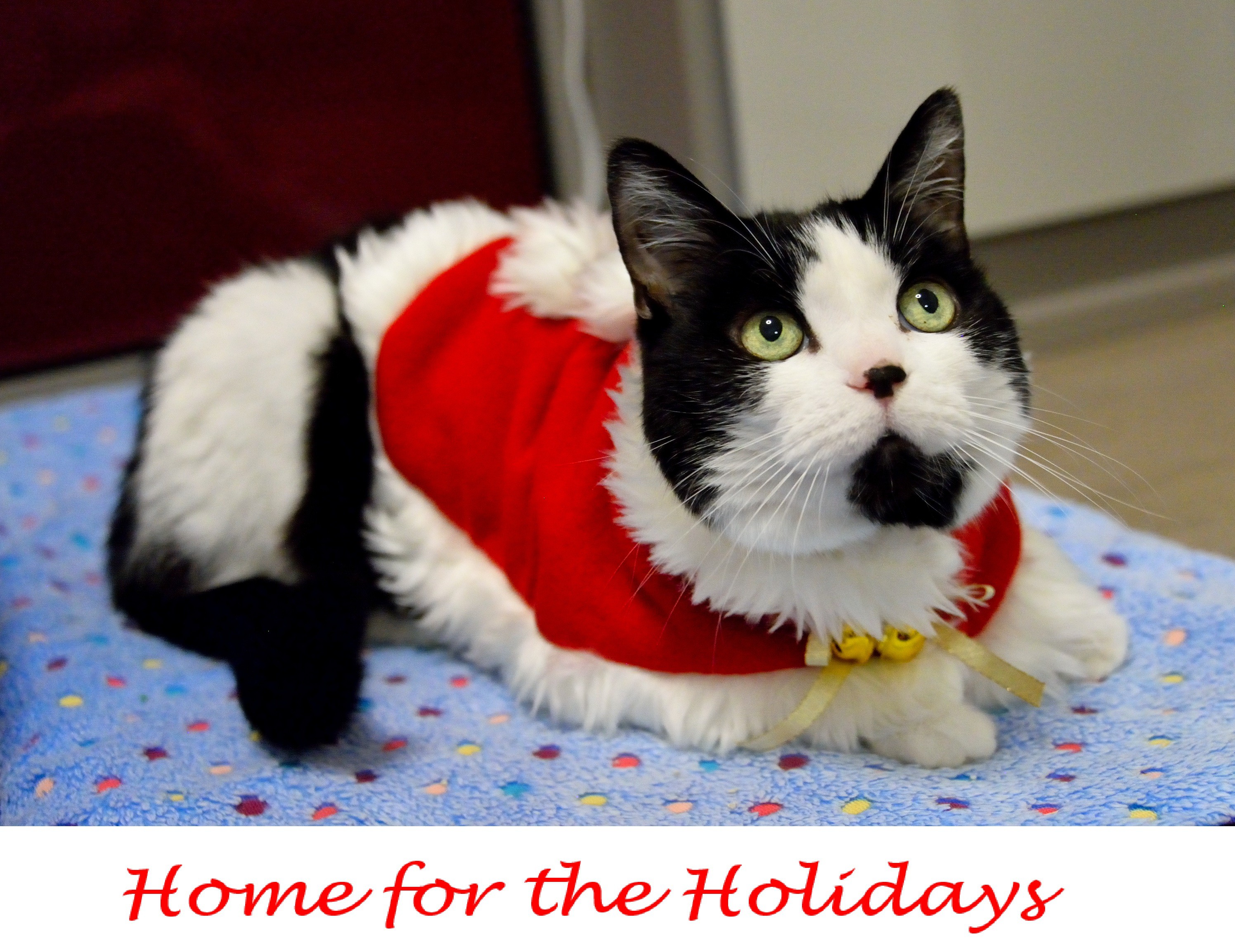Toronto, ON   Domestic Shorthair. Meet Kopi O Declawed a Pet for ...
