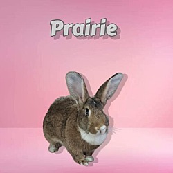 Photo of Prairie