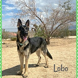 Photo of Lobo