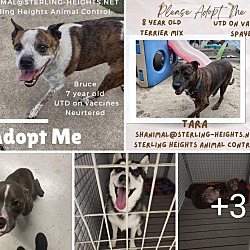 Photo of Dogs at Shelter - Extra Urgent