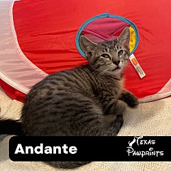 Photo of Adante