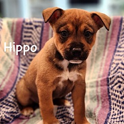 Thumbnail photo of Hippo #4