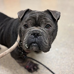 Thumbnail photo of 2407-0284 Freddy (Off Site Foster) #2