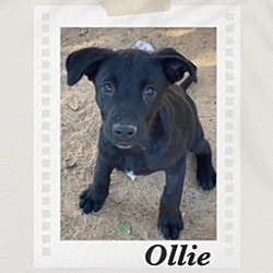 Thumbnail photo of Ollie #2