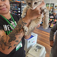 adopt a pet