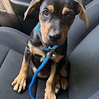 adopt a pet