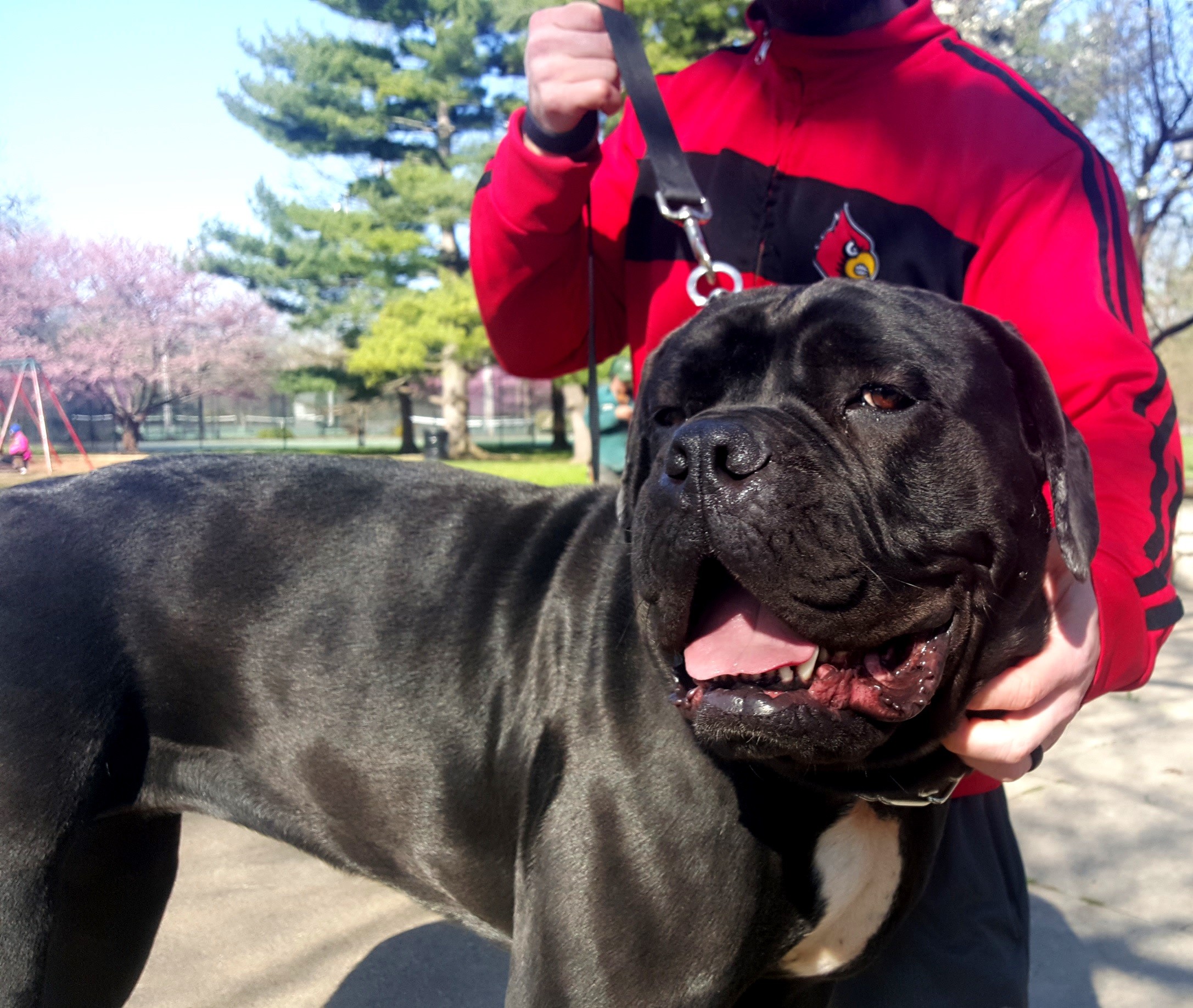 bullmastiff cross cane corso