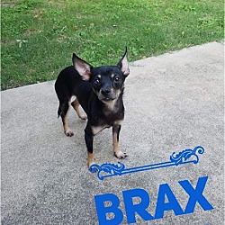 Photo of Brax