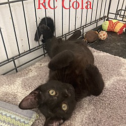 Thumbnail photo of RC Cola #1