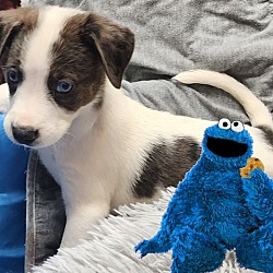 Photo of Cookie Monster (Sesame Street Litter)