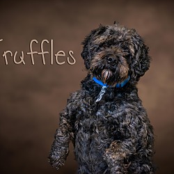 Thumbnail photo of Truffles #2