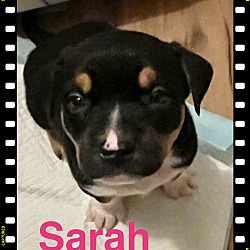 Photo of SARAH