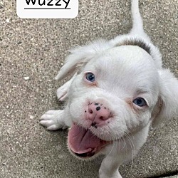 Thumbnail photo of Wuzzy #2