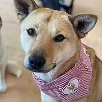 adopt a pet