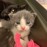 adopt a pet