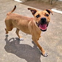 adopt a pet
