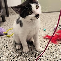 adopt a pet