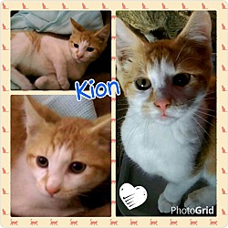 Photo of Kion