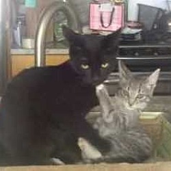 Photo of RONRON&JOLIE-Dream Kitties'16