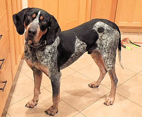 bluetick coonhound adoption